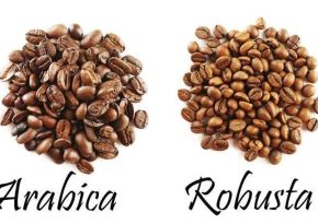 perbedaan kopi robusta dan arabika