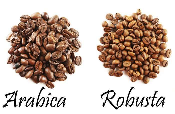 perbedaan kopi robusta dan arabika